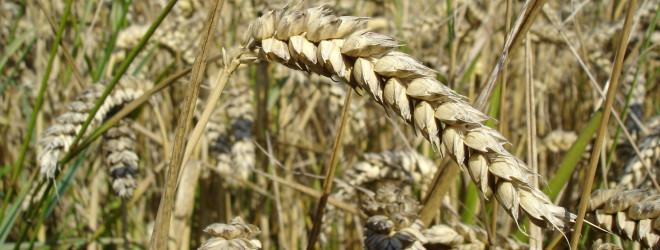 grano.jpg
