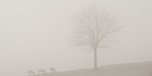 Nebbia300x150.jpeg